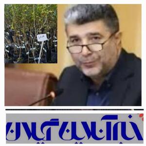 ۱.۲ میلیون اصله درخت در بین شهرداری های گیلان توزیع می شود
