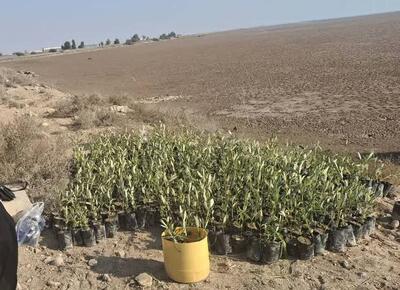 ۱۰۰۰ اصله نهال حرا در ساحل گناوه کاشته شد