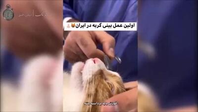 عمل زیبایی بینی گربه در ایران: جراحی‌های نوآورانه و تاثیر آن بر ظاهر گربه‌ها