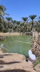 فیلم / ونیز ایران در قلب تالاب شادگان روستای صراخیه