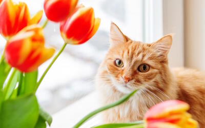 بهترین گیاهان برای نگهداری در خانه با پت و حیوان خانگی