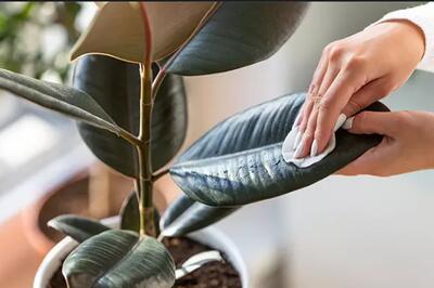 چرا تمیز کردن برگ گیاهان آپارتمانی اهمیت دارد؟ - سبک ایده آل