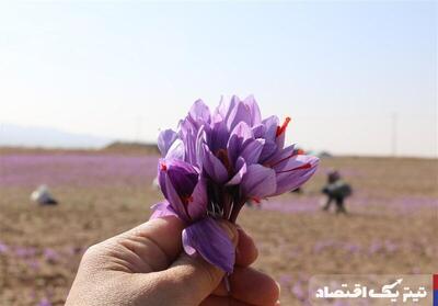 صندوق‌های زعفران پربازده‌ترین ابزار مالی هفته