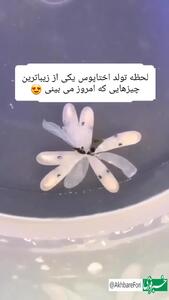 لحظه تولد بامزه یک اختاپوس