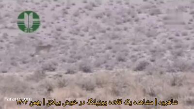 مشاهده یک یوزپلنگ در منطقه خوش ییلاق شاهرود