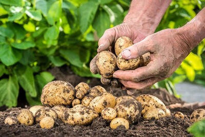 قیمت سیب زمینی به ۴۰ هزارتومان رسید