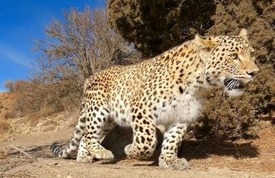 پلنگ دماوند به دلیل کرونا جان خود را از دست داد