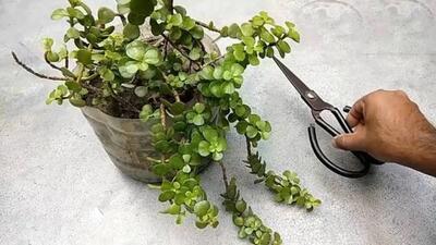 گیاهان مغناطیسی پول / ۱۰ گیاه برتر برای افزایش ثروت خانه شما