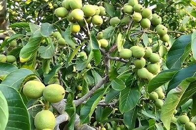 فروش ویژه نهال گردو ژنوتیپ فقط با 55 هزار تومان در غرب نهال!