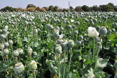 سد معشوره ‌با اعتبارات قطره چکانی به نتیجه نمی‌رسد