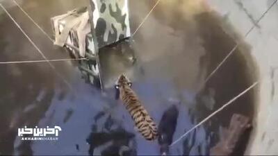 لحظه نجات یک ببر و یک گراز وحشی از چاه پر از آب