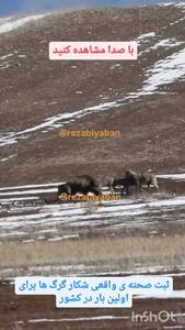 فیلم شکار گراز توسط گله گرگ در ایران