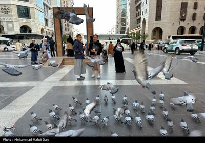 صبح‌های معنوی ضلع جنوبی مسجدالنبی؛ قاب‌هایی از عشق، پرندگان و زیارت- عکس اخبار حج و زیارت تسنیم | Tasnim