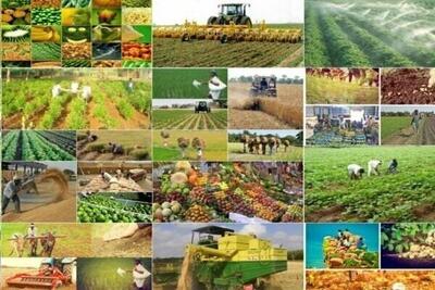 بازار سیب زمینی به زودی متعادل می‌شود