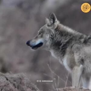 مشاهده گرگ خاکستری در منطقه حفاظت‌شده قمصر کاشان