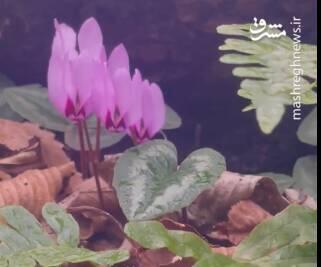 بوی بهار در زمستان جنگلهای هیرکانی+ فیلم