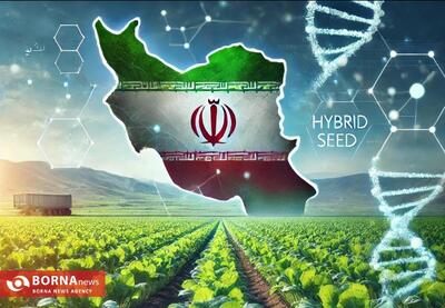 صرفه‌جویی ارزی ۳ میلیون یورویی با خودکفایی در تولید بذر‌های هیبرید / ارقام ایرانی در تنگنای سیاست‌ گذاری‌های غلط قرار دارد