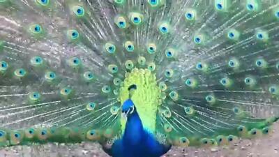 (ویدئو) مراحل دیدنی پرورش سمندر غول پیکر چینی برای گوشت و مصارف دارویی