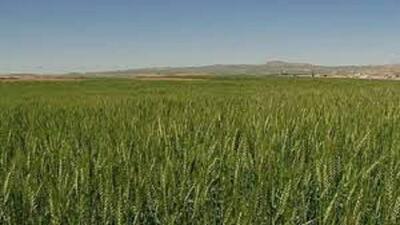 برگزاری کارگاه آموزشی طرح جهش تولید در دیمزارهای اسکو