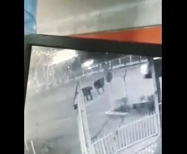حمله سارقان زورگیر به دانشجوی دانشگاه تهران + فیلم