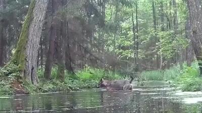 مشاهده 2 گرگ سیاه در لهستان + فیلم