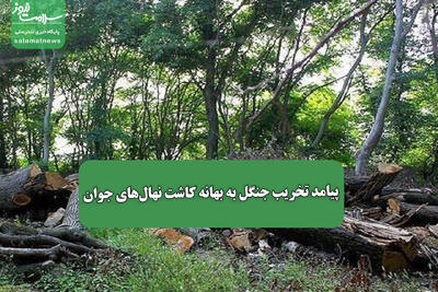 پیامد تخریب جنگل به بهانه کاشت نهال‌های جوان