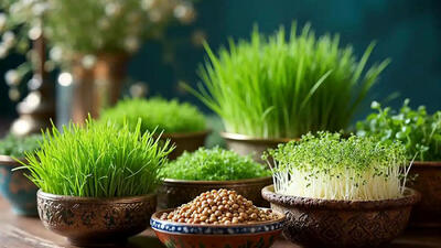 آموزش 3 مدل سبزه متفاوت برای هفت سین امسال