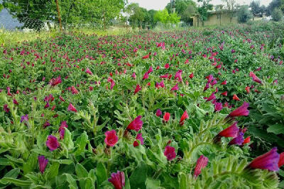 توسعه گیاهان دارویی اولویت سازمان جهاد کشاورزی استان زنجان است