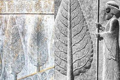 پیرترین موجود زنده در قلب کویر ایران/ فیلم | سیتنا