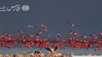 طبیعت زیبای خلیج گرگان