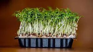 نحوه کاشت و نگهداری سبزه شاهی برای سفره هفت سین عید نوروز