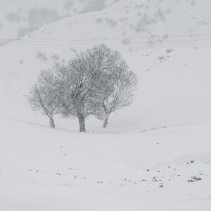 سرما به گلستان برمی‌گردد!