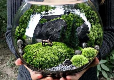 آموزش کاشت سبزه تراریوم برای عید