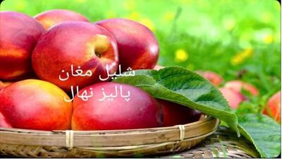 فروش عیدانه ۲ میلیون نهال اصلاح شده پربازده ۲۹هزارتومانی در پالیز نهال