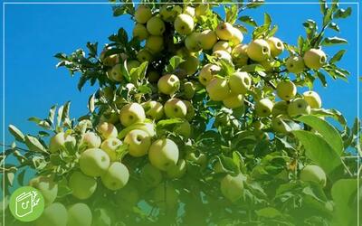 نگهداری سیب درختی برای زمستان | بهترین روش‌ها برای حفظ طعم و کیفیت سیب‌ها
