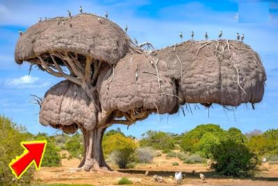 معماری خلاقانه؛ وسط جنگل با خلال دندون پنبه و بُراده چوب خونه چند طبقه ساختن اعیونی