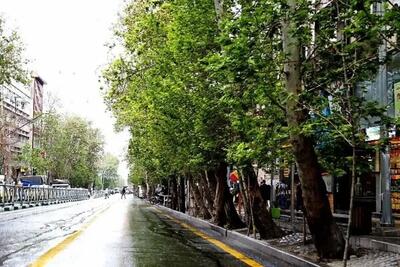 واکاری ۱۰۰ درخت و درمان درختان بیمار در خیابان ولیعصر (عج) - تجارت‌نیوز