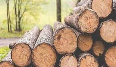 کشف ۳۵ تن چوب جنگلی قاچاق در بابل
