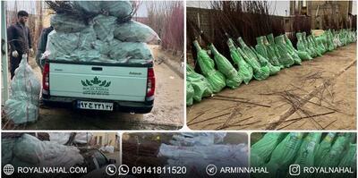 نهالستان رویال نهال آرمین قاسمی، بزرگترین تولید کننده نهال لیبل دار در آذربایجان غربی