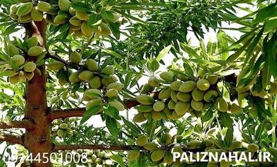 پیش فروش انواع نهال بادام دیرگل و مقاوم به سرما فقط۲۸هزار تومان