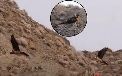 ویدیوی دیدنی از پرواز «هما» در منطقه شکارممنوع تپال شاهرود