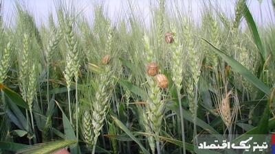حداکثر سطح مبارزه با آفت سن گندم به ۳ میلیون تن می‌رسد