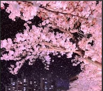 یک شب جادویی در زیر شکوفه های گیلاس