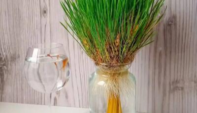 سبزه خوشه گندم/ زیباترین سبزه عید نوروز