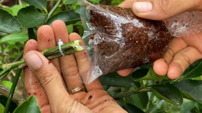 فقط این ترفند کوچک را بدانید تا ۱۰۰% موفقیت ریشه زایی قلمه های درخت لیمو خود را داشته باشید!