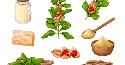 Ashwagandha: قدرت پیشنهاد؟ یا مزایای جنسی واقعی؟