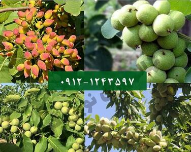 فروش ویژه 1170 رقم نهال تجاری زودبارده با 100% باردهی تضمینی + بارکددار با ارسال یکروزه