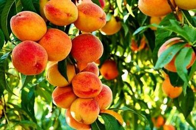 عیدی نهالستان پالیز به باغداران؛ ۲۰۰ اصله نهال بخر ۱۰ اصله نهال رایگان بگیر