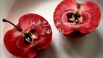 تخفیف ویژه ۳۰درصدی انواع نهال میوه در پالیز نهال