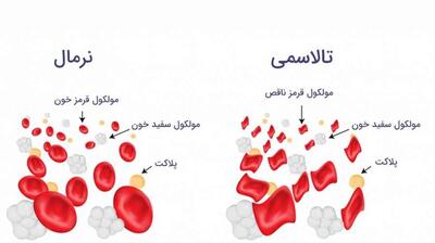 میگنا - قبل از ازدواج فامیلی این آزمایش را جدی بگیرید
